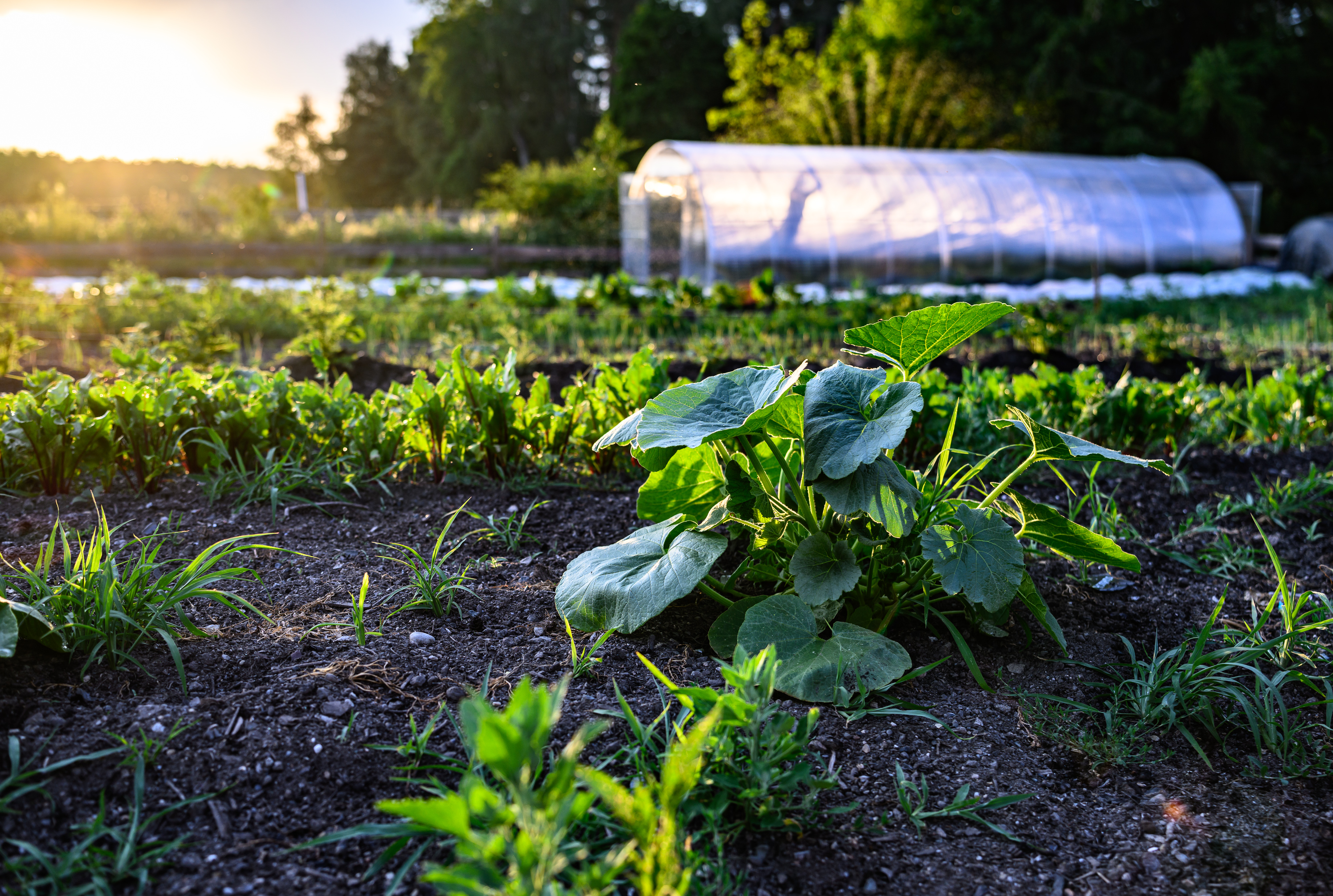 Kürbispflanze zwischen den Beeten im Abendlicht