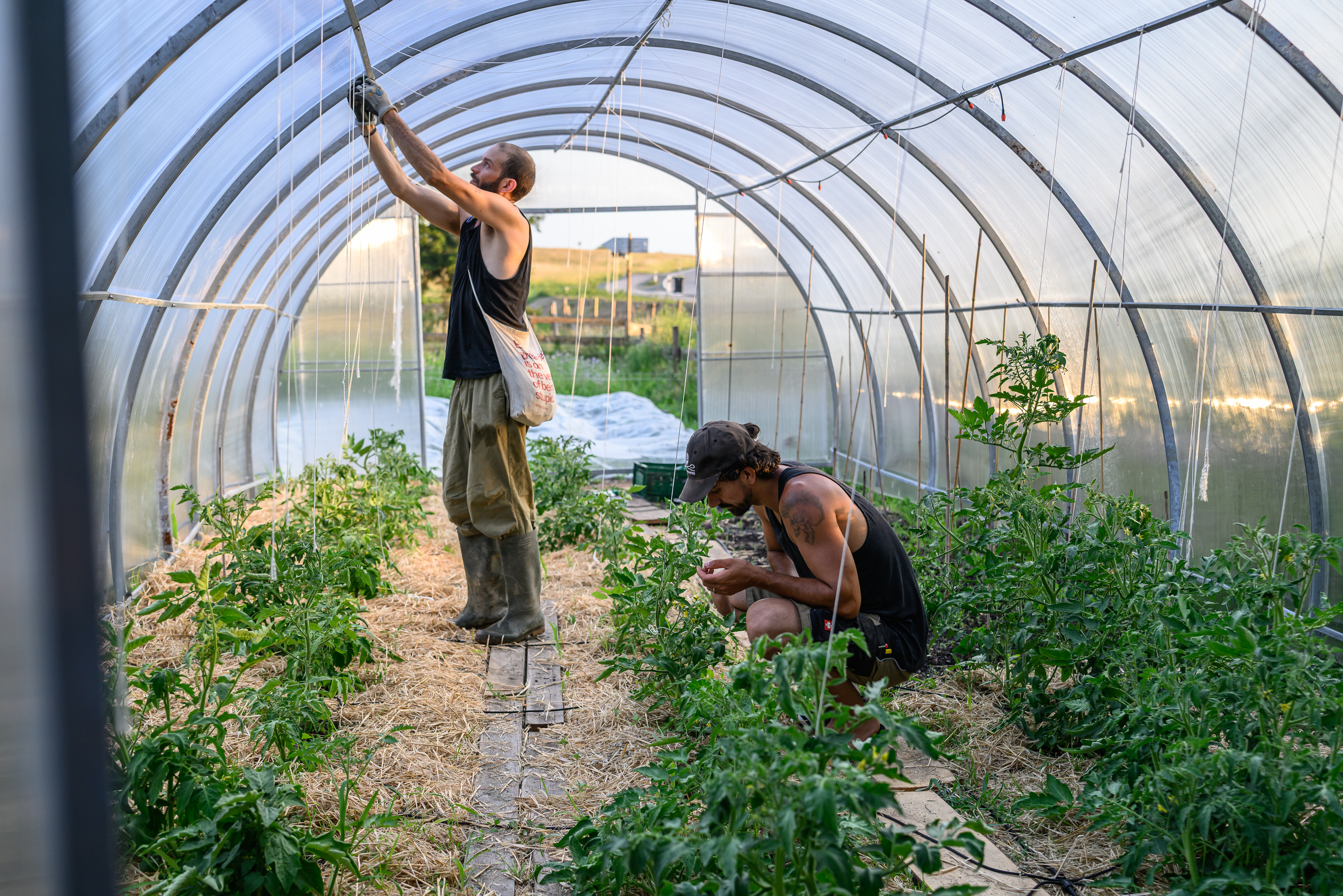 Zwei Personen arbeiten an den Tomaten im Folientunnel