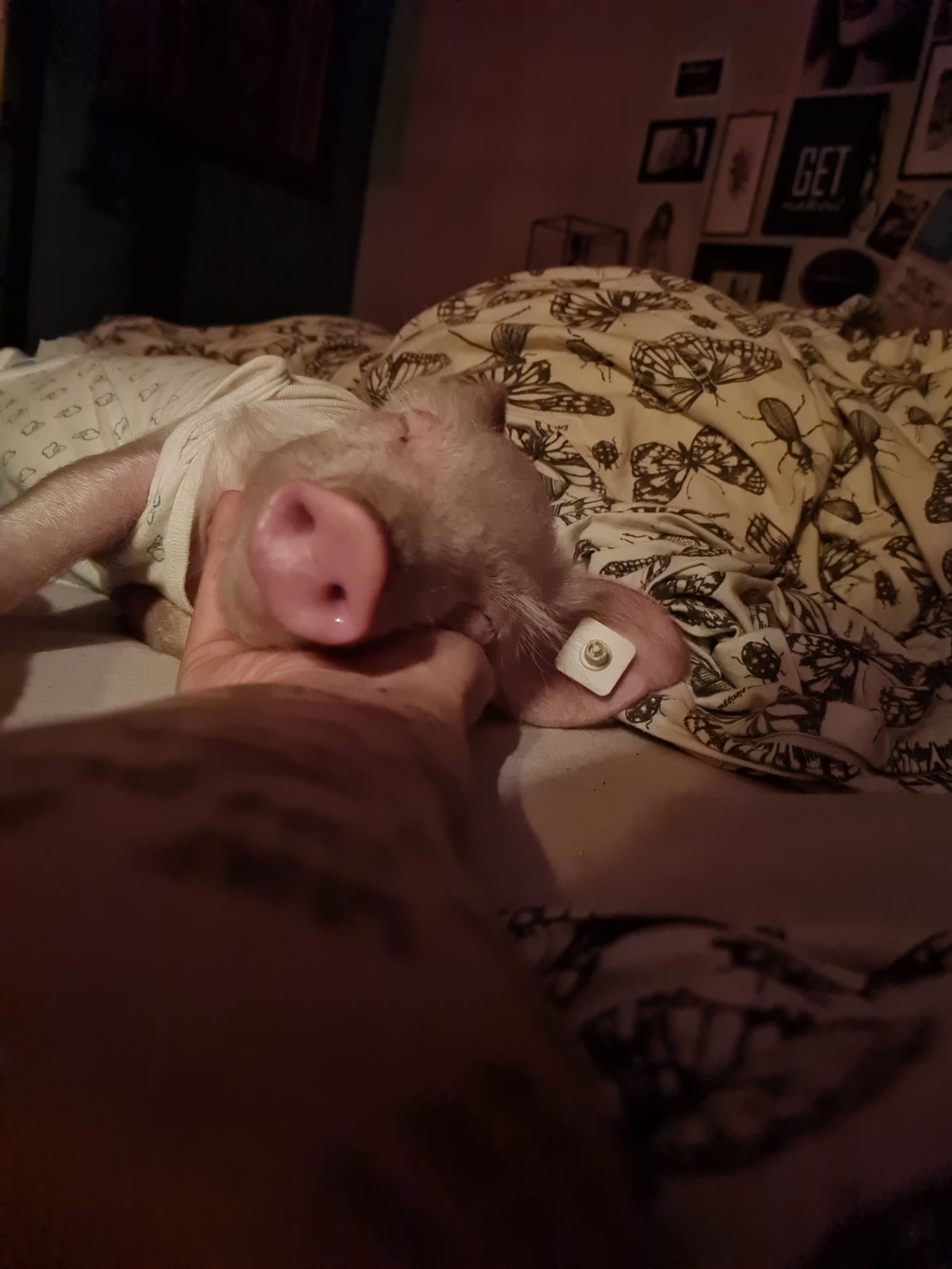 Ein Ferkel schläft im Bett