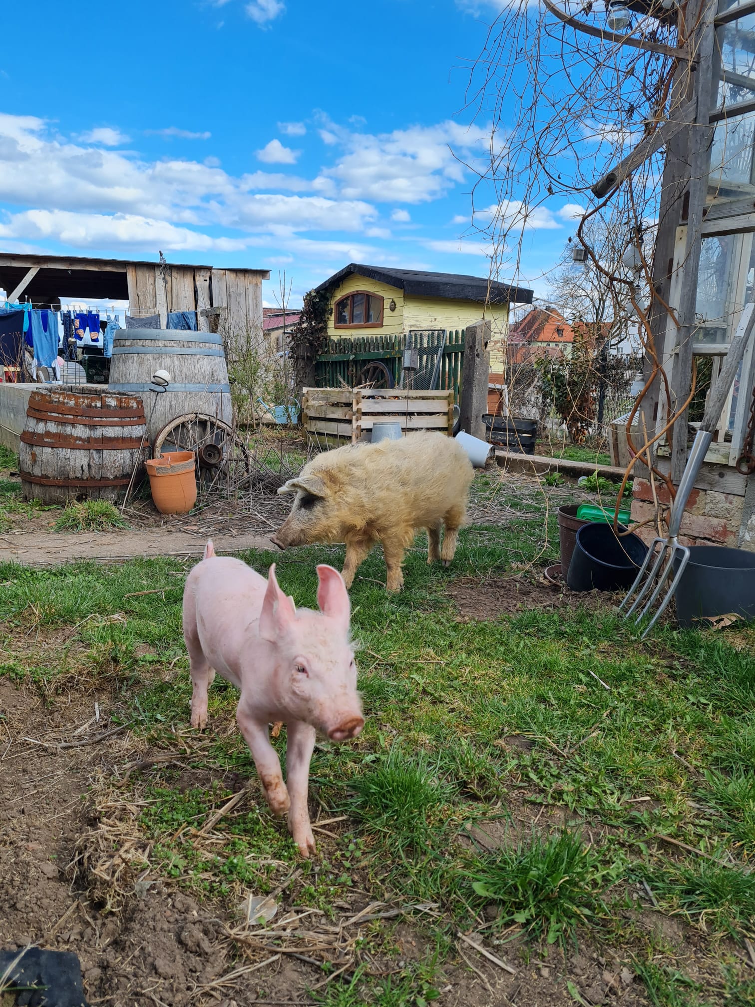 Ferkel und Wollschwein im Hof