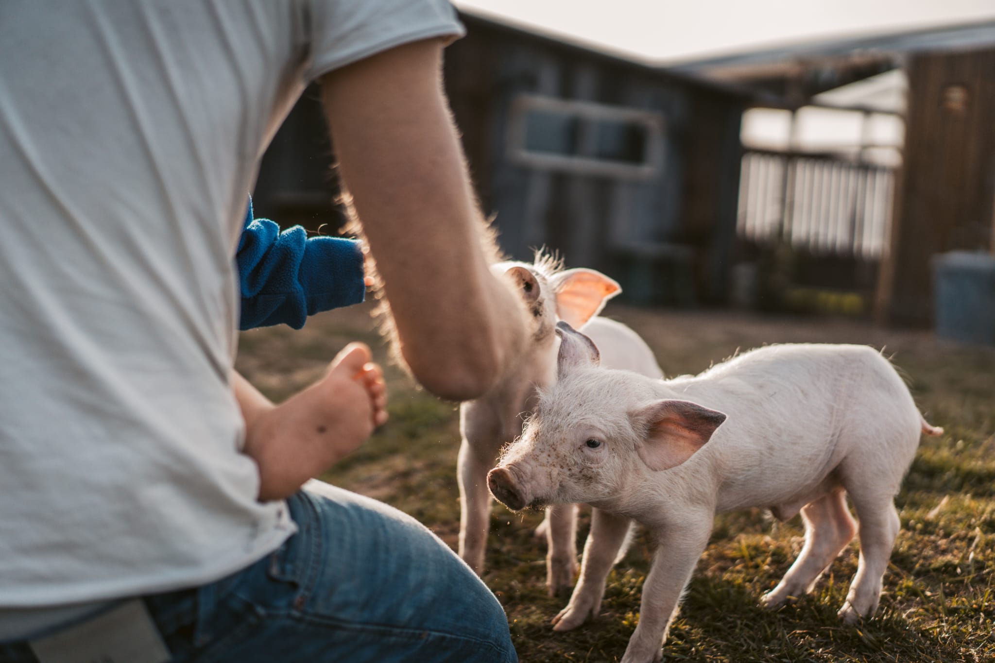 Ferkel bei einem Kind im Abendlicht
