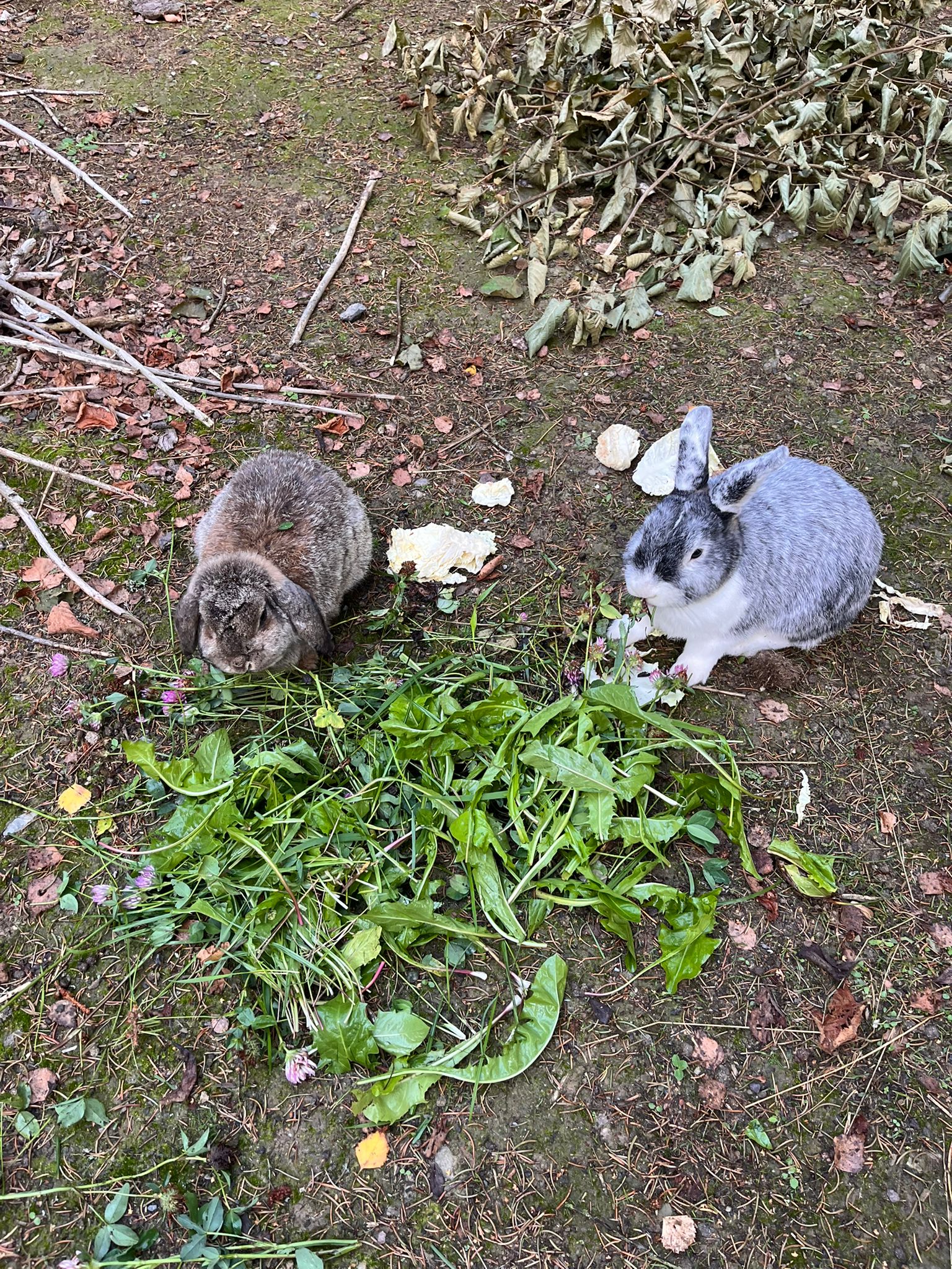 Zwei Kaninchen beim Fressen