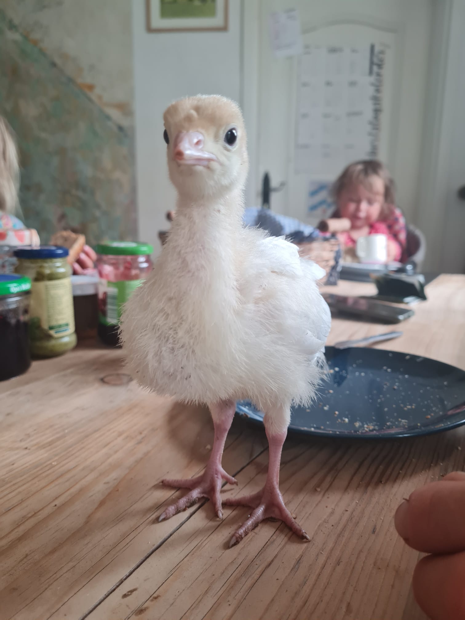 Ein Putenküken auf dem Küchentisch