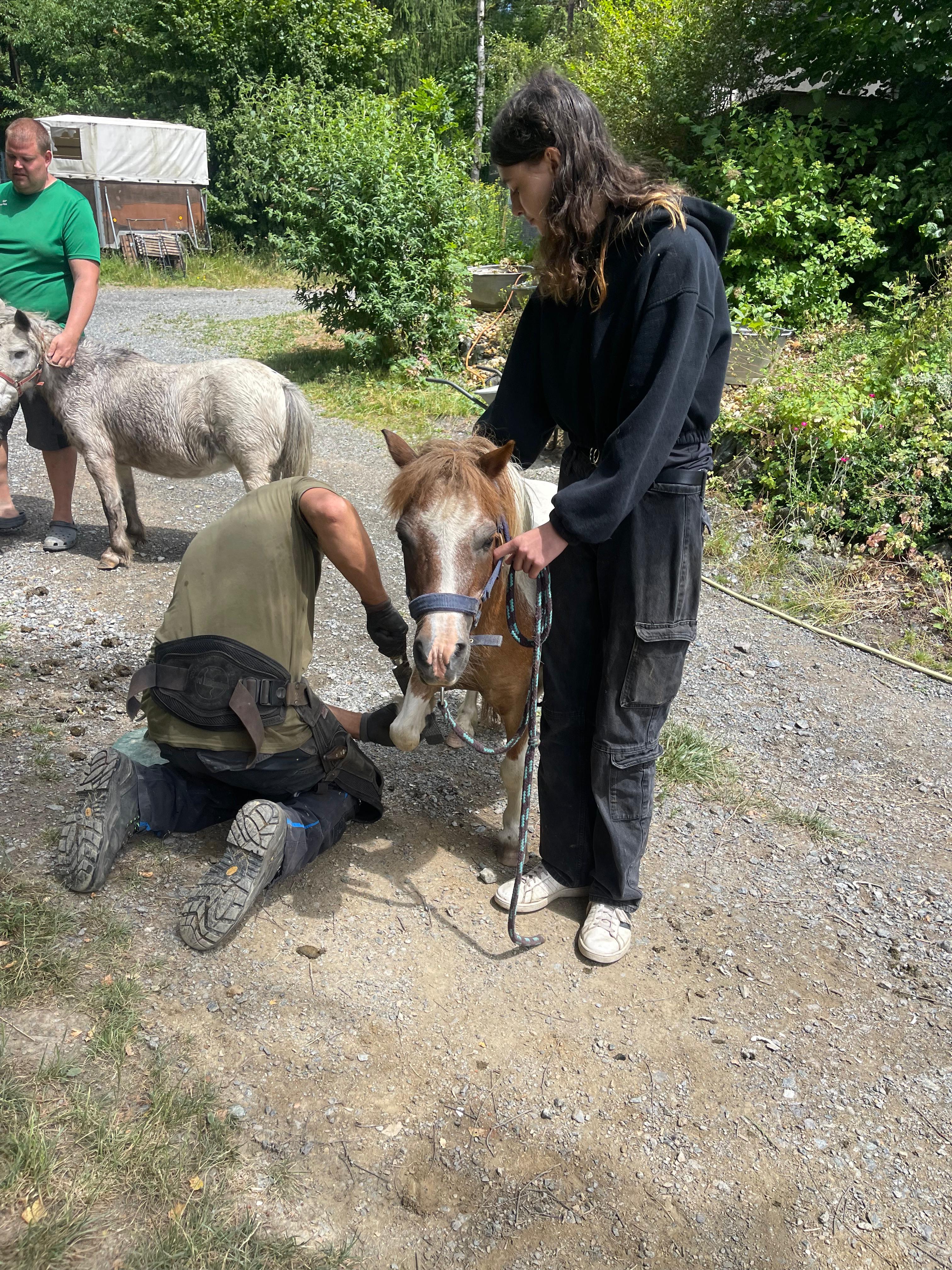 Pony beim Hufschmied