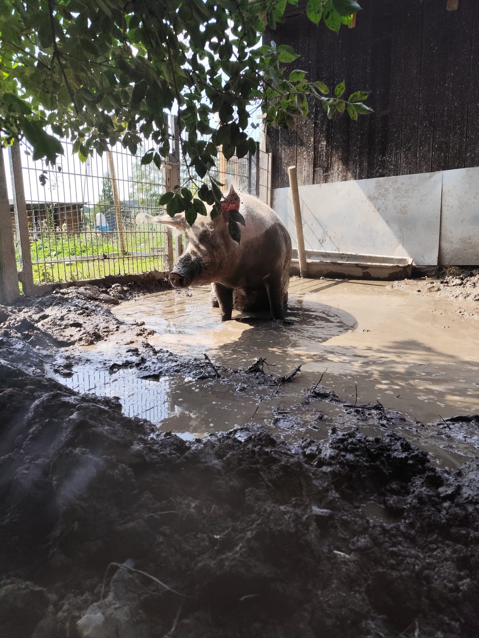 Ein Schwein in der Suhle