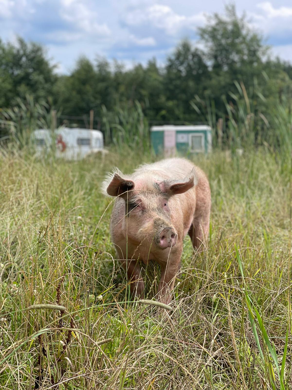 Ein Schwein im hohen Gras