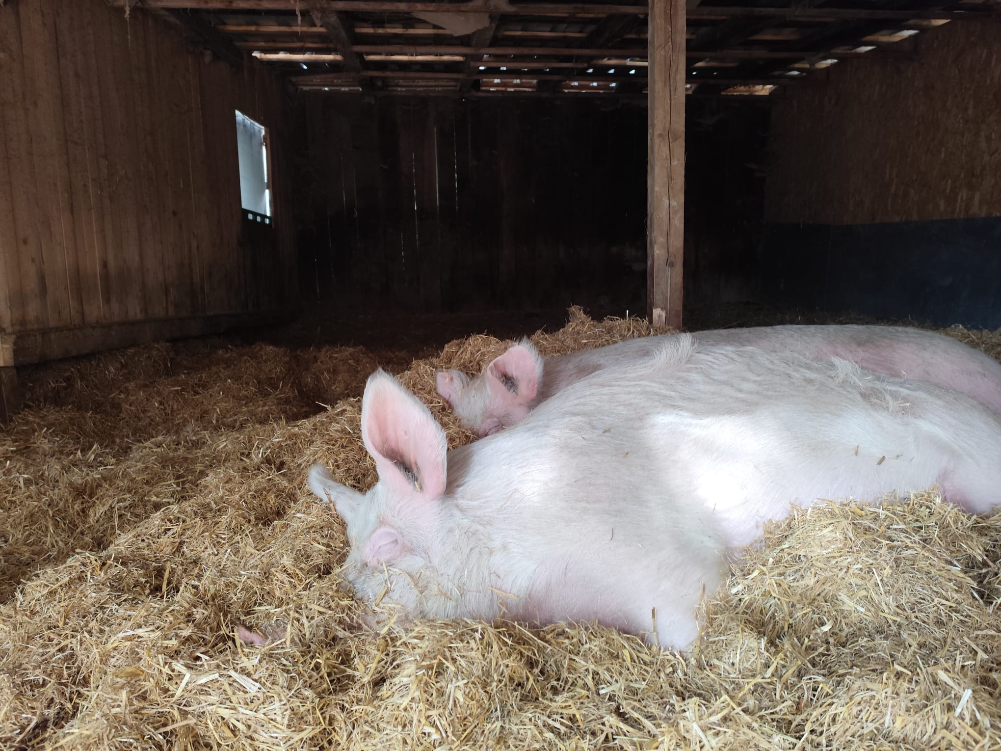 Zwei Schweine schlafen im Stroh