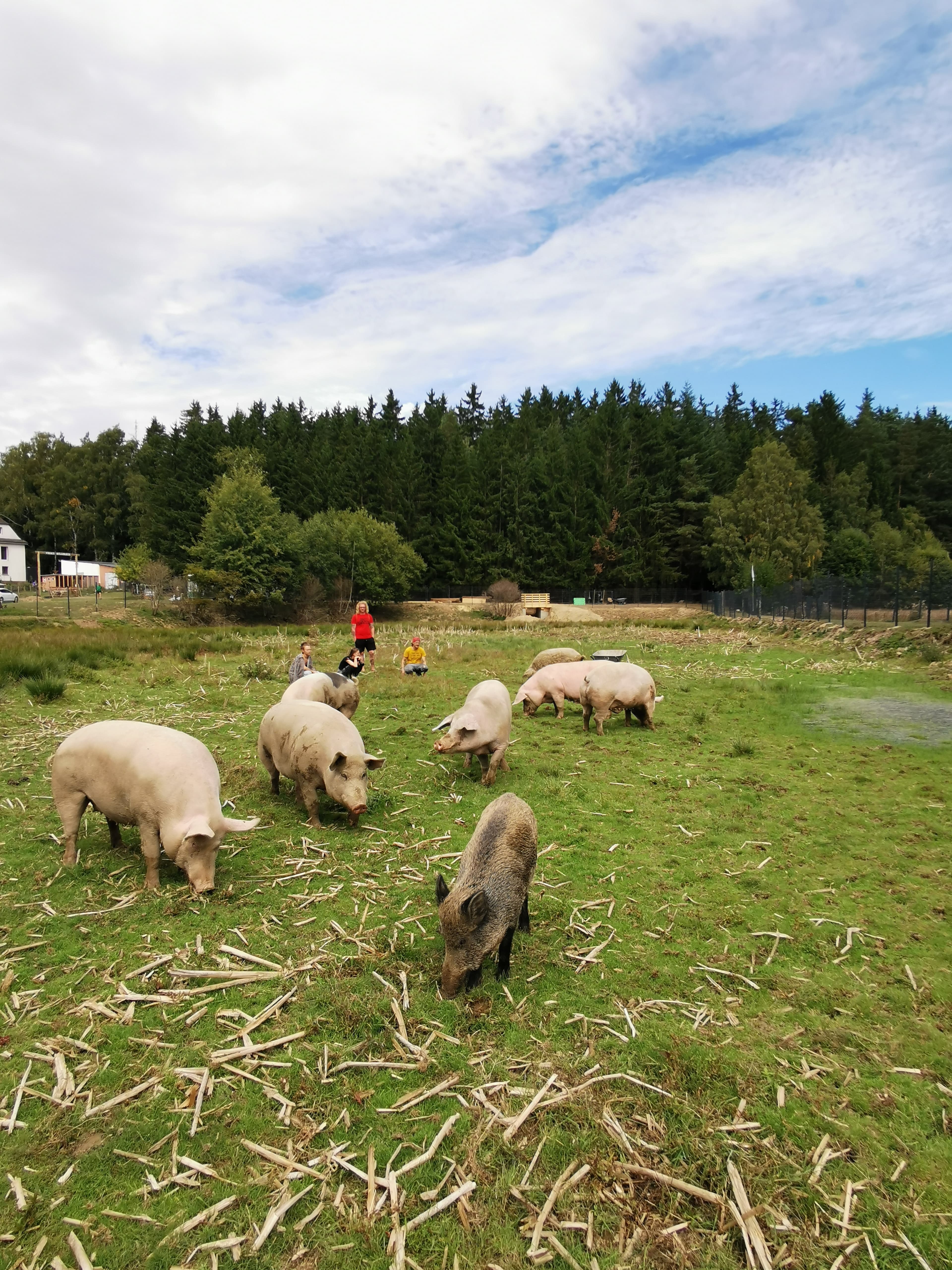 Die Schweineherde auf der Weide