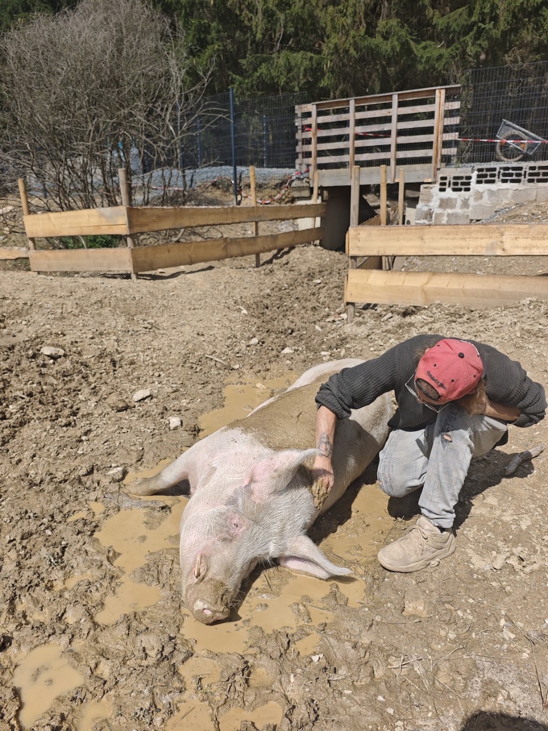 Schwein im ausgehobenen Lehm des Schweinetunnels