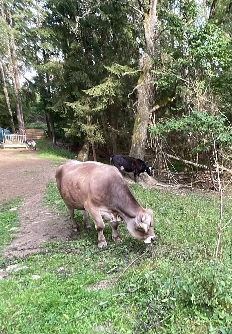 Rinder auf der Weide am Waldrand